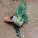 ‘If a woman cannot walk safely…’: MP R Sudha’s gold chain snatched during morning walk in Delhi, writes to Amit Shah