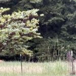 DRDO guest house manager arrested for spying for Pakistan, allegedly shared classified data