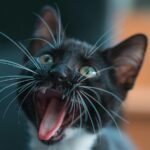 Russian influencers arrested for filming a rap video near burning oil depot hit by Ukrainian drone| Video