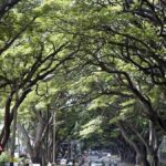Water to be released from Harangi